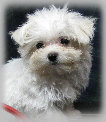 s%26lpuppies014096.jpg