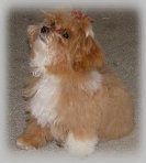 s%26lpuppies014097.jpg