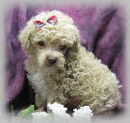 s%26lpuppies014098.jpg