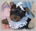 s%26lpuppies014099.jpg